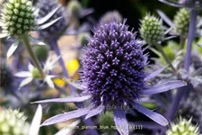 Eryngium planum 'Blue Hobbit'
