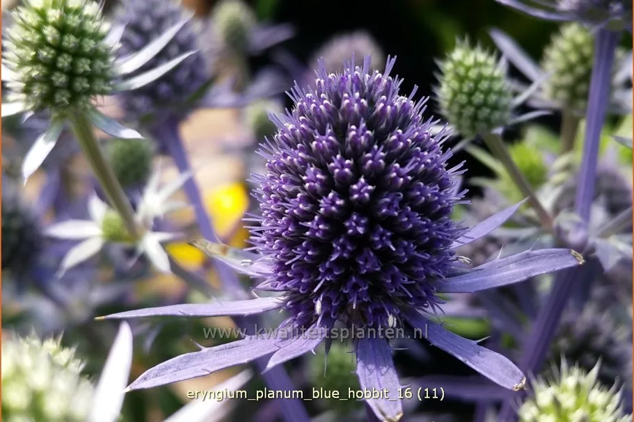 Eryngium planum 'Blue Hobbit'