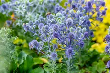 Eryngium planum 'Blue Hobbit'