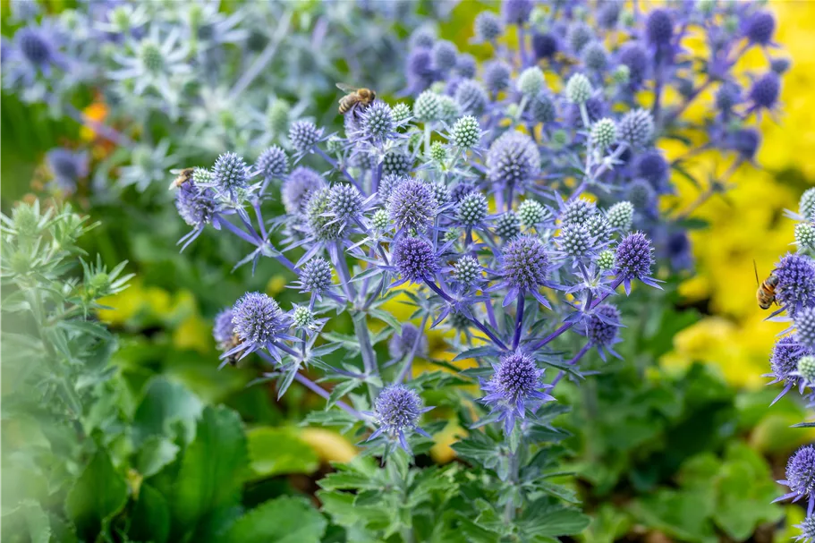 Eryngium planum 'Blue Hobbit'