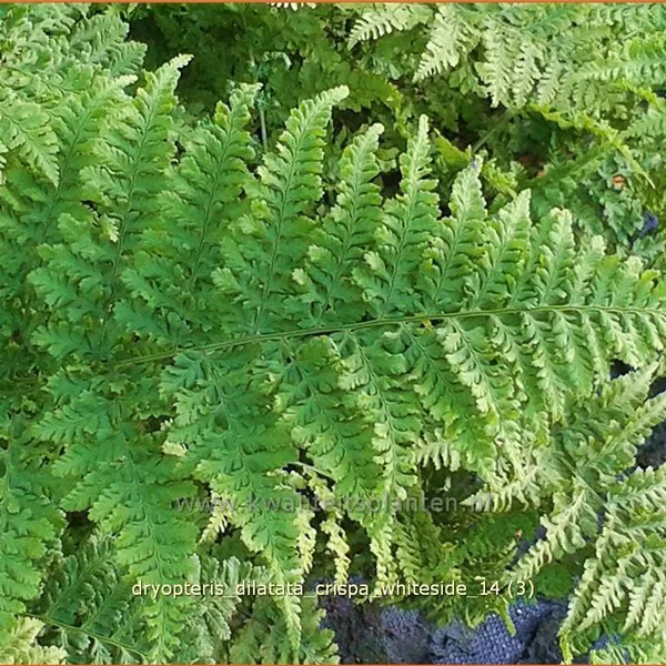 Dryopteris dilatata 'Crispa Whiteside'