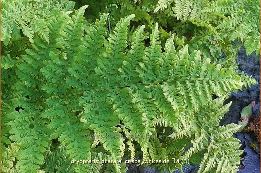 Dryopteris dilatata 'Crispa Whiteside'