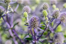 Eryngium planum 'Blue Hobbit'