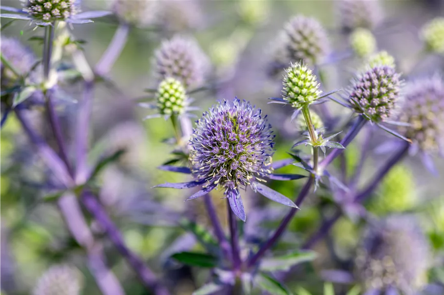Eryngium planum 'Blue Hobbit'