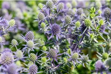 Eryngium planum 'Blue Hobbit'