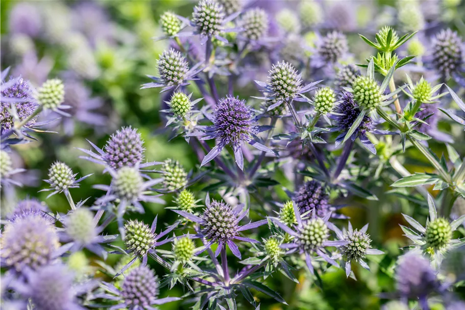 Eryngium planum 'Blue Hobbit'