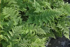 Dryopteris dilatata 'Crispa Whiteside'