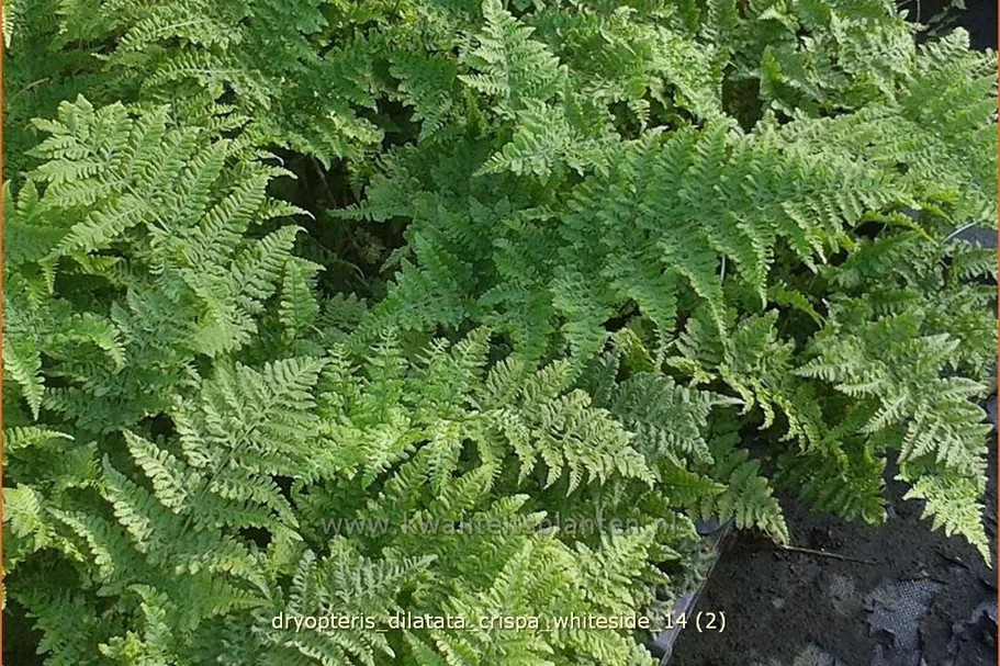 Dryopteris dilatata 'Crispa Whiteside'