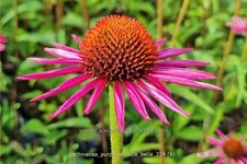 Echinacea purpurea JS® 'Pica Bella'