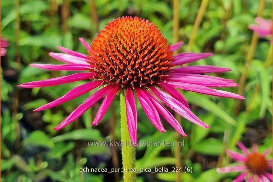 Echinacea purpurea JS® 'Pica Bella'