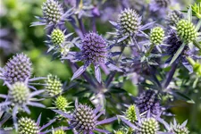 Eryngium planum 'Blue Hobbit'
