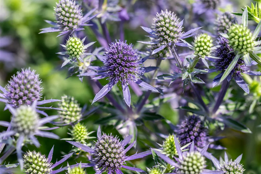 Eryngium planum 'Blue Hobbit'