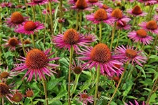 Echinacea purpurea JS® 'Pica Bella'