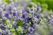 Eryngium planum 'Blue Hobbit'