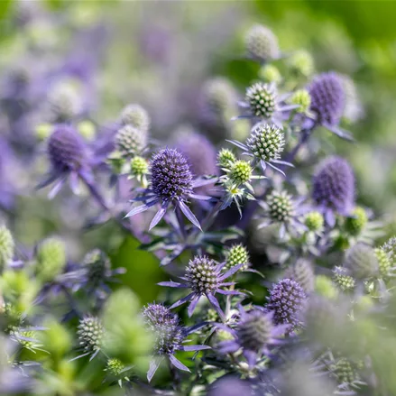 Eryngium planum 'Blue Hobbit'