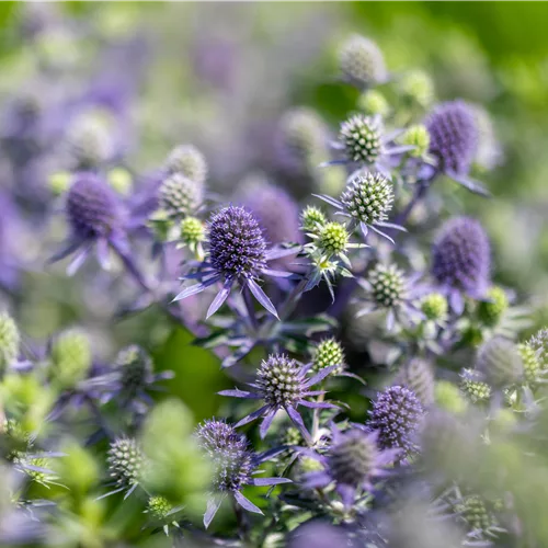 Eryngium planum 'Blue Hobbit'