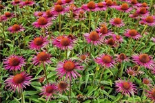 Echinacea purpurea JS® 'Pica Bella'