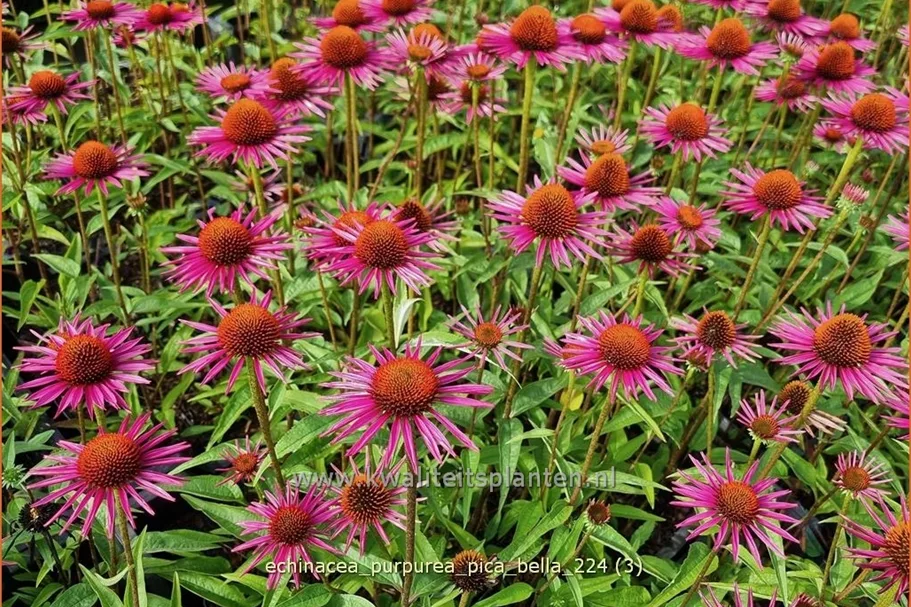 Echinacea purpurea JS® 'Pica Bella'
