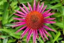 Echinacea purpurea JS® 'Pica Bella'