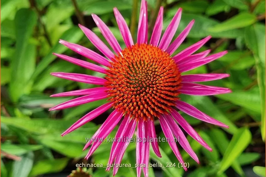 Echinacea purpurea JS® 'Pica Bella'