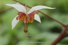 Epimedium pubescens 'Blütentanz'