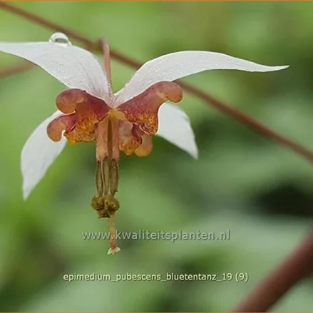 Epimedium pubescens 'Blütentanz'