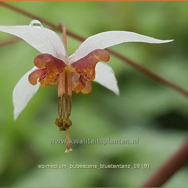 Epimedium pubescens 'Blütentanz'