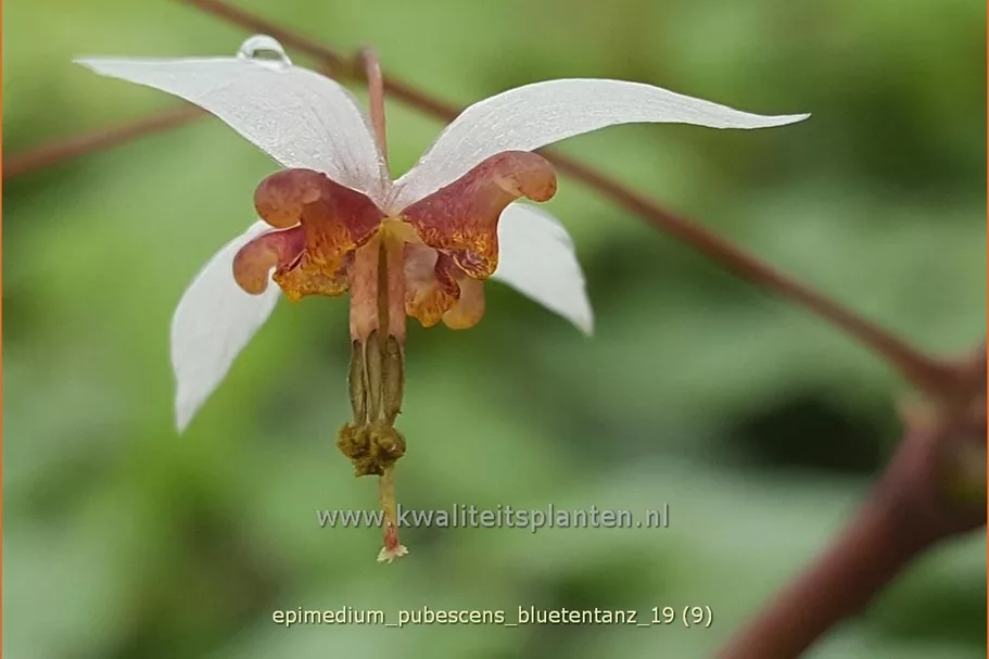 Epimedium pubescens 'Blütentanz'