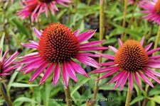 Echinacea purpurea JS® 'Pica Bella'