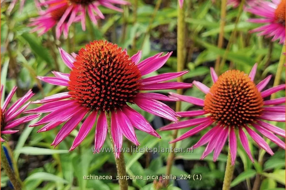 Echinacea purpurea JS® 'Pica Bella'