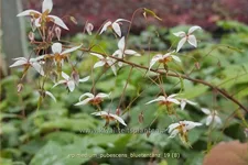 Epimedium pubescens 'Blütentanz'