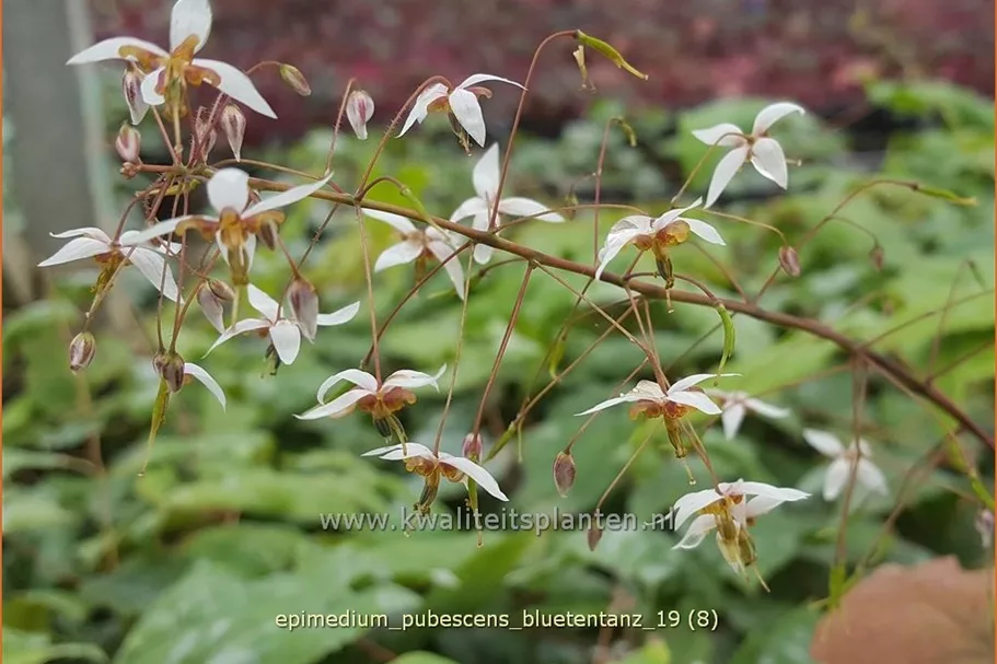 Epimedium pubescens 'Blütentanz'