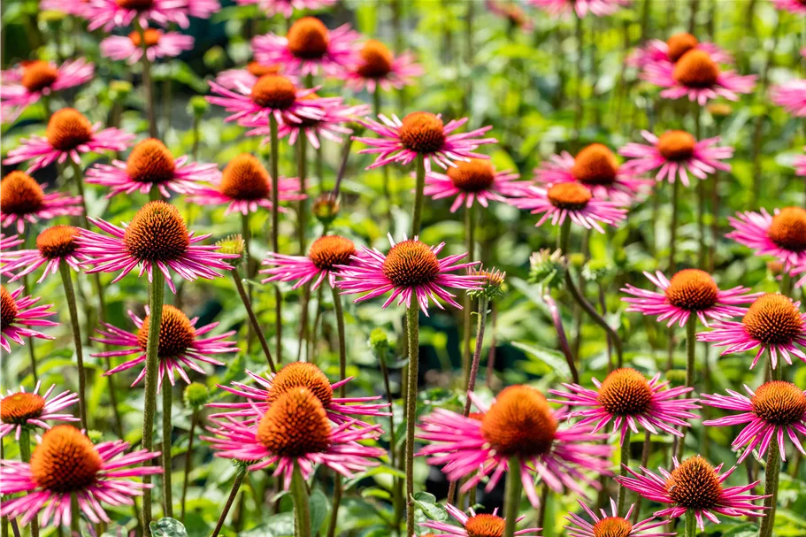 Echinacea purpurea JS® 'Pica Bella'