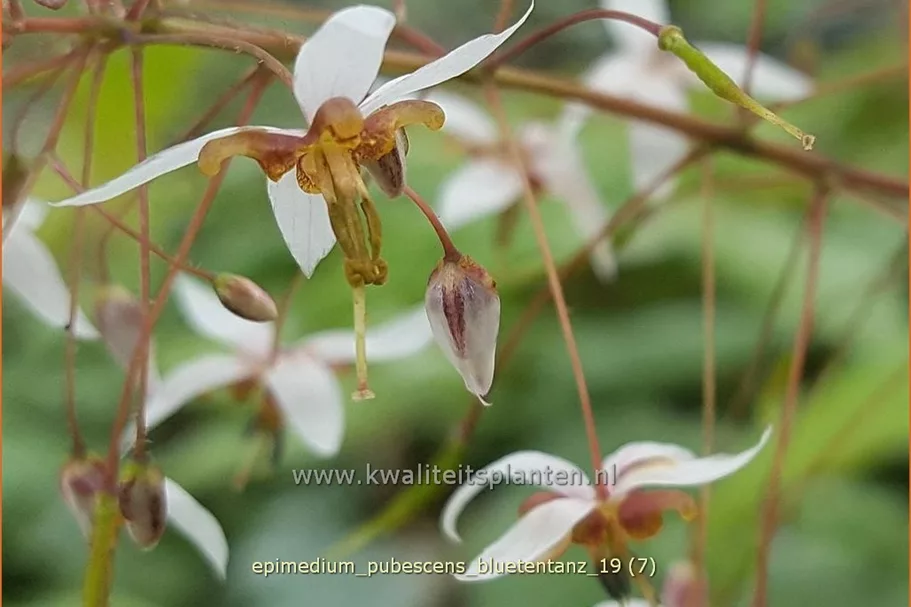 Epimedium pubescens 'Blütentanz'