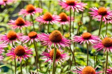 Echinacea purpurea JS® 'Pica Bella'