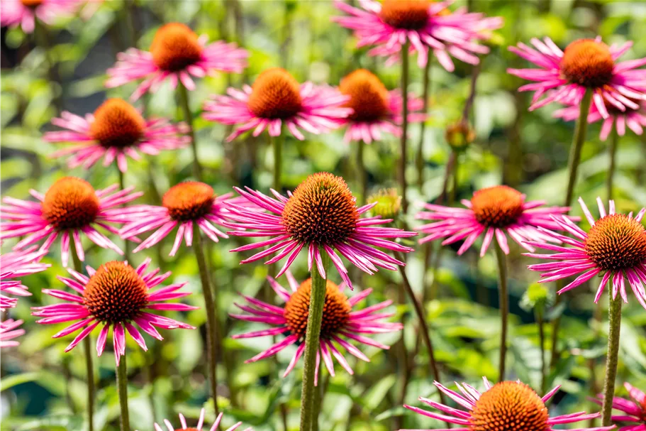 Echinacea purpurea JS® 'Pica Bella'