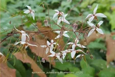 Epimedium pubescens 'Blütentanz'