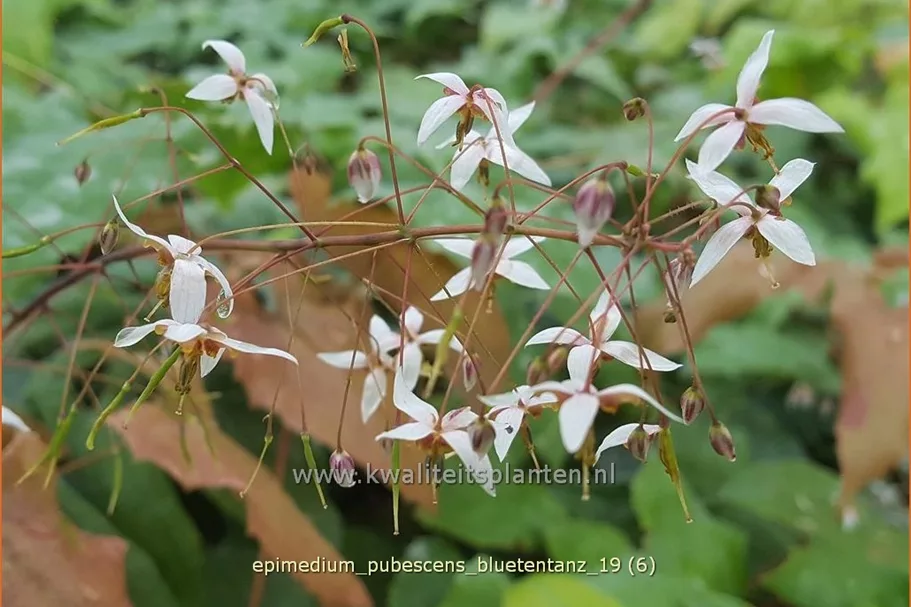 Epimedium pubescens 'Blütentanz'
