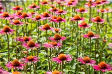 Echinacea purpurea JS® 'Pica Bella'