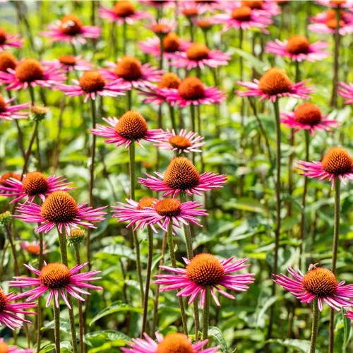 Echinacea purpurea JS® 'Pica Bella'