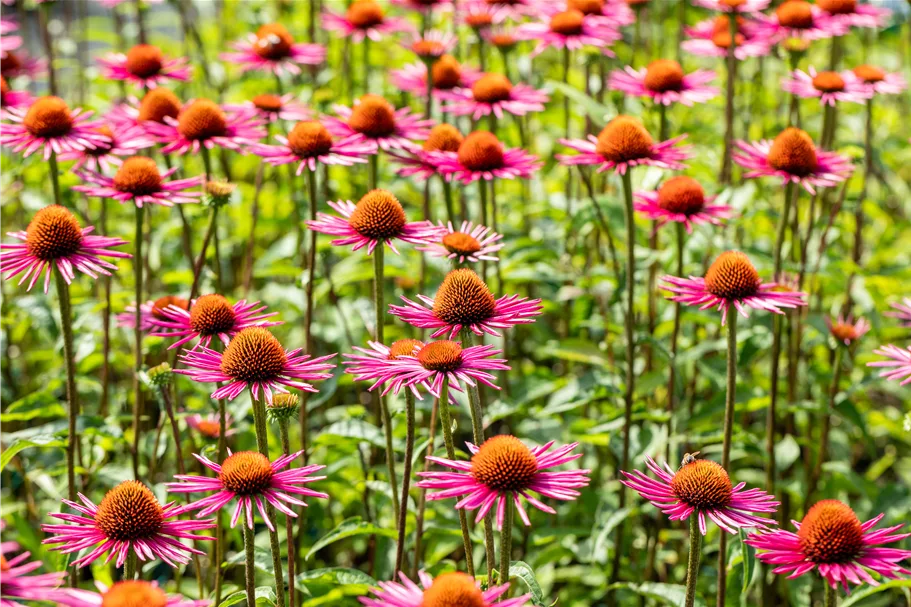 Echinacea purpurea JS® 'Pica Bella'