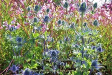 Eryngium planum 'Magical Blue Lagoon'
