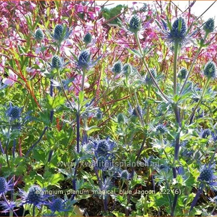Eryngium planum 'Magical Blue Lagoon'