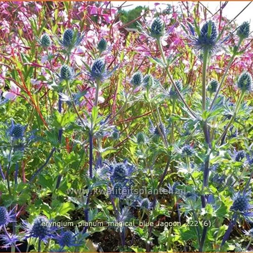 Eryngium planum 'Magical Blue Lagoon'