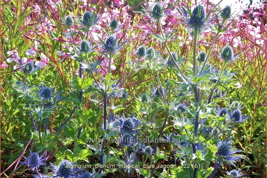 Eryngium planum 'Magical Blue Lagoon'