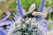 Eryngium planum 'Magical Blue Lagoon'