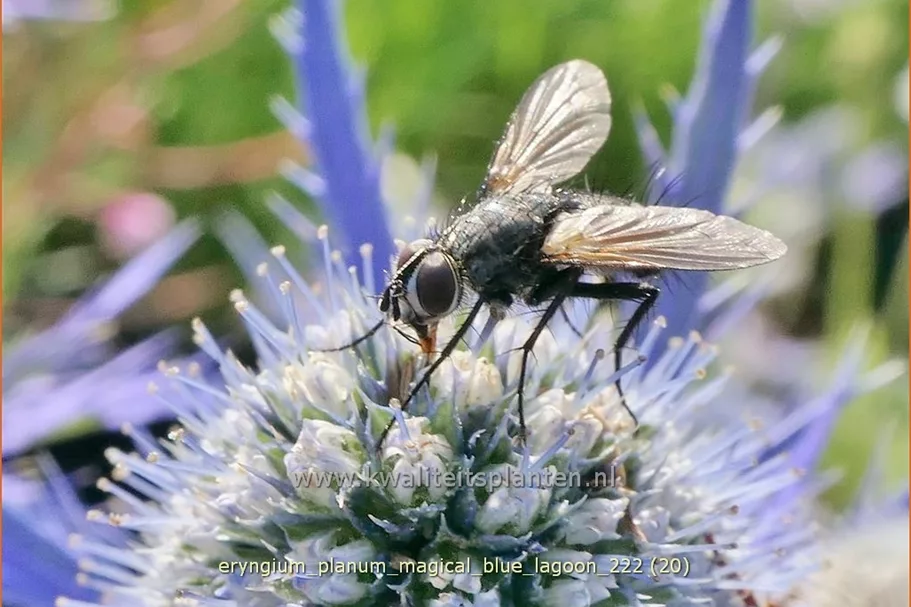 Eryngium planum 'Magical Blue Lagoon'