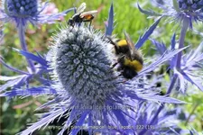 Eryngium planum 'Magical Blue Lagoon'