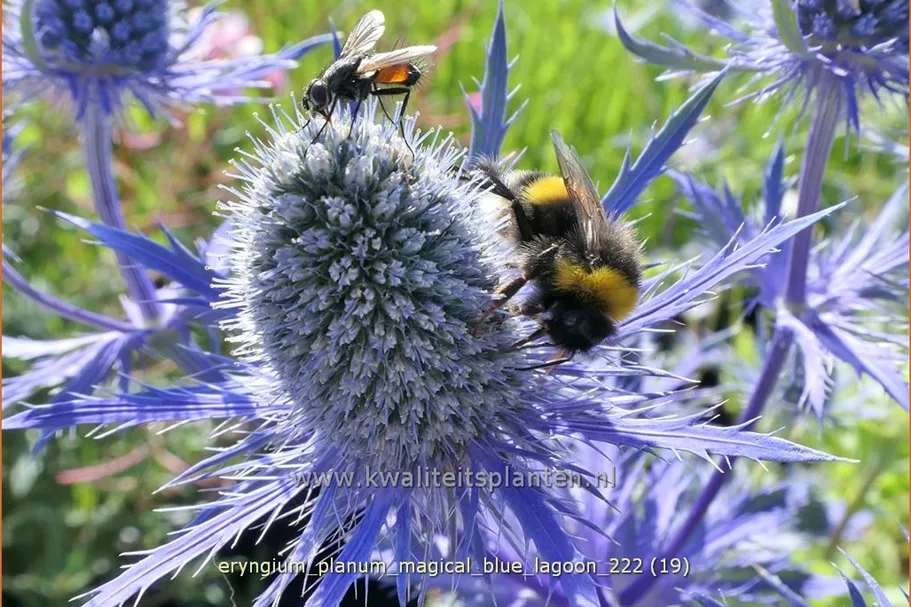 Eryngium planum 'Magical Blue Lagoon'