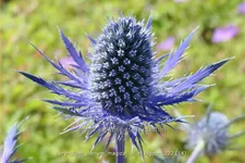 Eryngium planum 'Magical Blue Lagoon'